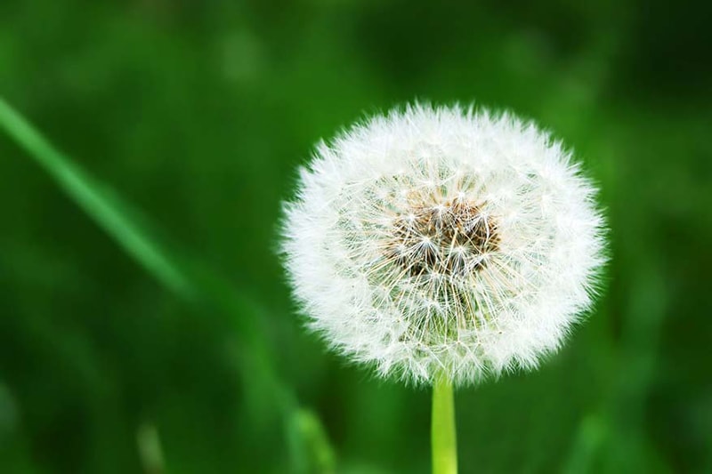 Does an AC Help With Allergies? - White dandelion on grassy glade background.