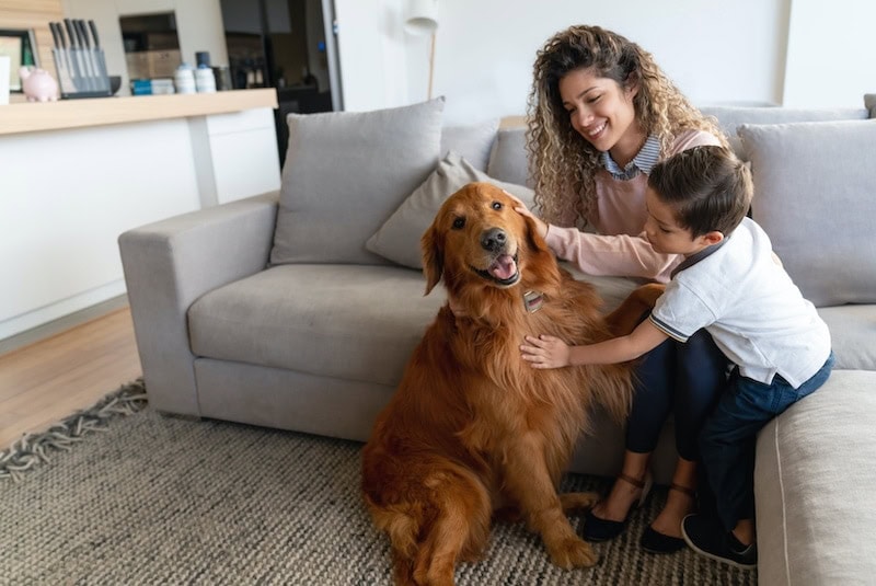Portrait of a happy mother and son at home petting their dog and smiling – lifestyle concepts|Portrait of a happy mother and son at home petting their dog and smiling – lifestyle concepts