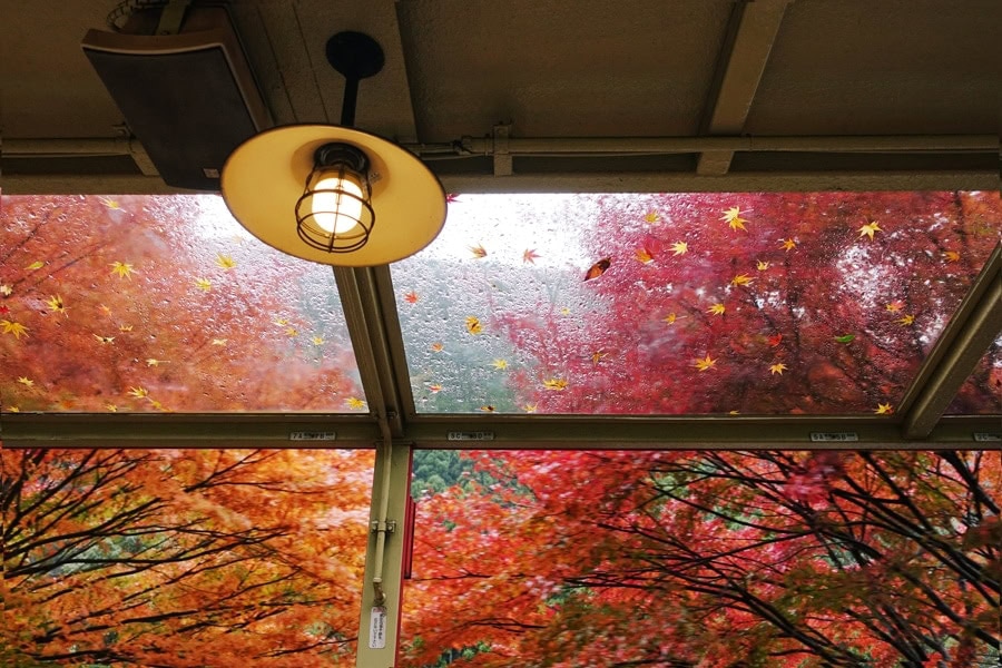 Shot inside an old train in autumn maples in Kyoto