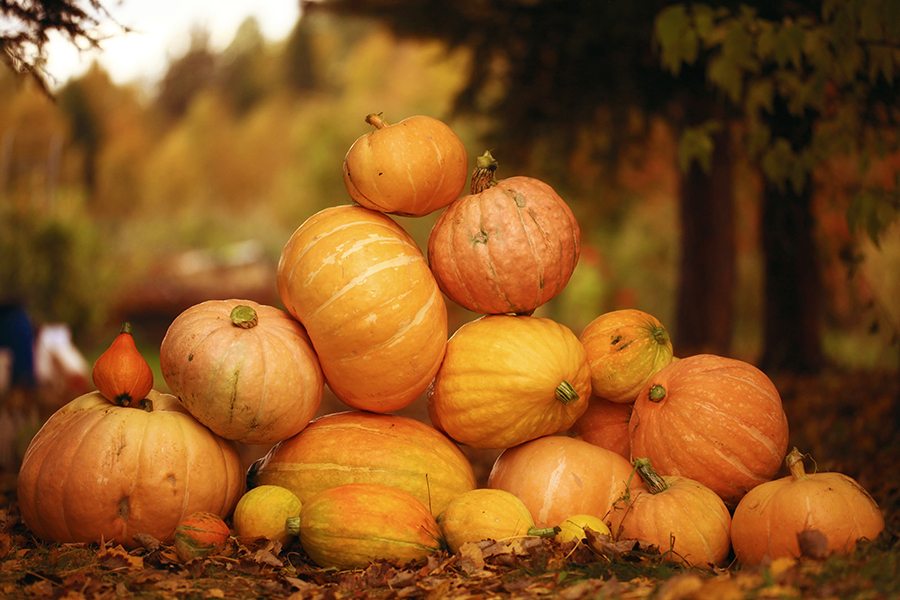 fall maintenance|fall maintenance